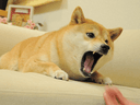 How to buy Angry Doge crypto (ANFD)