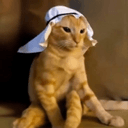 How to buy Arab cat crypto (ARAB)