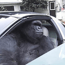 How to buy Gorilla In A Coupe crypto (GIAC)